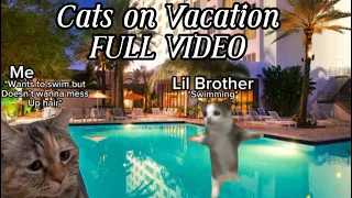 Cats on Vacation FULL VIDEO✨