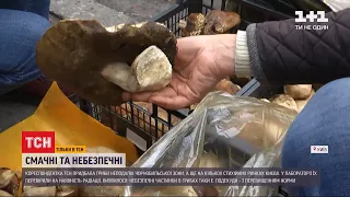 ТСН з'ясувала, чи безпечно куштувати гриби з Чорнобильської зони