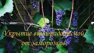 Укрытие винограда весной от заморозков