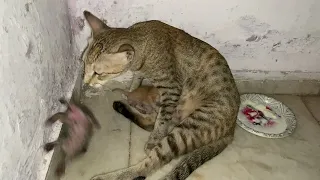 kitten lunch/milk time