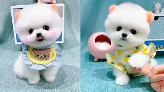 Cute and Funny Pomeranian Videos 65 #Shorts