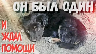 🔴Щенят хотели отравить/Мы успели забрать только двух 😭 один щенок болен и слаб/help save the puppies