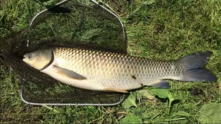 🐟 КАК ПОЙМАТЬ БЕЛОГО АМУРА? СОВЕТЫ НАЧИНАЮЩЕМУ.