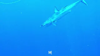 Diving with Mako Shark | Condor Bank | Faial | Azores