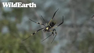 WildEarth - Sunset  Safari - 17 March 2022