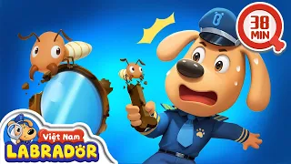 🐜 Những con mối mọt gây hại 👮 Cảnh sát trưởng Labrador Vietnam 🚔