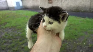 what happens if find a very small baby kitten