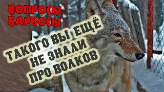 Такого вы еще не знали про волков или как волк мешает снимать передачу "Вопросы-Барбосы"