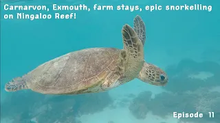 Carnarvon, Exmouth, farm stay, epic snorkelling on Ningaloo Reef! Episode 11 || TRAVELLING AUSTRALIA