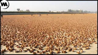 Why Don’t They Eat Millions of Ducks in China?