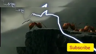red ants vs black ants final war tagalog dubbed
