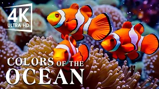The Best 4K Aquarium - The Colors of the Ocean, The Sound Of Nature #11