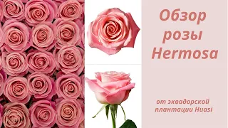 Обзор розы Hermosa от эквадорской плантации Huasi | Розы оптом из Эквадора. Цветы оптом с плантаций