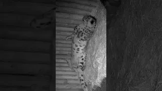 When your partner is away and you have to sleep alone... ❄️🥰💤 #shorts #snowleopards #wildlife