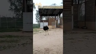 What if they can fly? #ostrich #birds #bigbirds