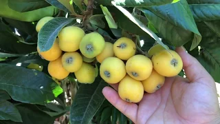 Complete tour of all my backyard fruit trees!! May 2020