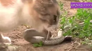 [동물의왕국]-고양이와 뱀이 싸우면 어느쪽이 이길까? 그결과 충격적 이었다.a cat and a snake fight