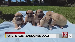 Puppies and mom found in suitcase recovering at Wake Forest animal shelter