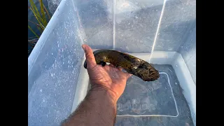 Australian Lungfish Release - lake Gkula