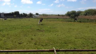Scared Baby Horse Farts