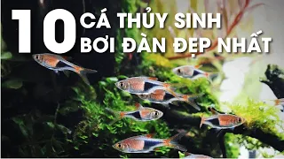 Top 10 cá thủy sinh bơi đàn đẹp nhất_ Nắng Aqua