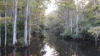 #4-3 Аллигаторы Everglades & Big Cypress National Preserve