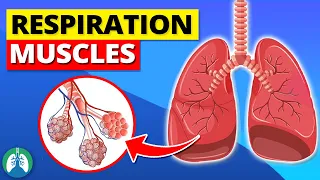 Muscles of Respiration *EXPLAINED* 🫁