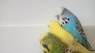 introducing my budgies!