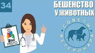 Бешенство у животных | Что делать после укуса | Симптомы Бешенства | Советы Ветеринара