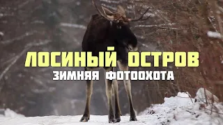 Лосиный остров. Зимняя фотоохота.