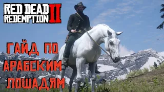 Где найти на карте всех арабских лошадей в Red Dead Redemption 2