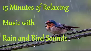 15 Minutes Relaxing Music with Rain and Bird Sounds for Meditation