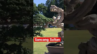 Bonsai Sancang Sultan