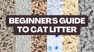 What TYPE of Cat Litter Should You Buy? // Beginner's Guide