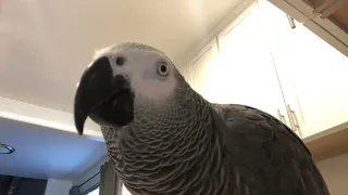 Nellie accidentally (?) videos himself