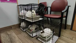 Bunnies thumping at the vet (in travel carriers)