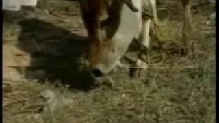 Heavy cow eats spy