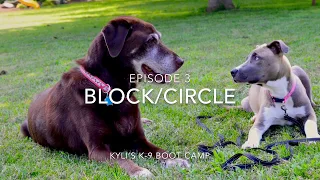 Teach Your Dog Block/Circle!