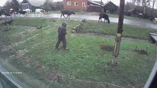 Коров гонят на пастбище / Cows are driven to pasture