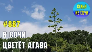 СОЧИ: цветет агава | Жизнь на Юге