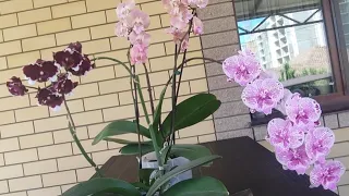 VLOG Столько внимания! 😍🥰😘 Орхидея в подарок на день рождения и не только