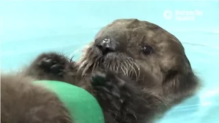 Saving Sea Otter 696: Learning to Swim