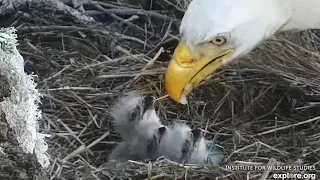 Eaglet #3 First Views and Baby Gets Some Food at West End Bald Eagle Nest Explore.org 3-12-24