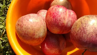 Новинка! Плуот Даппл Данді. Pluot Dapple Dandy. Незвично привабливий і ексклюзивно смачний.