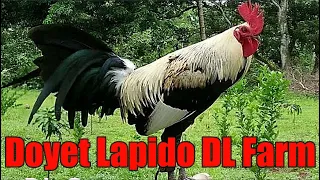 Lets Visit The Farm Of Doyet Lapido DL Farm