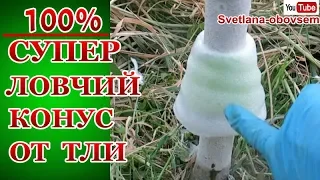 СУПЕР ЛОВЧИЙ ПОЯС-КОНУС ОТ ТЛИ НА ДЕРЕВЬЯХ.ТЛИ У ВАС БОЛЬШЕ НЕ БУДЕТ.ПРОВЕРЕННЫЙ СПОСОБ БОРЬБЫ.