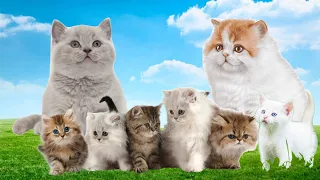 Adorable kitten moments, cat meow sounds - farm animals