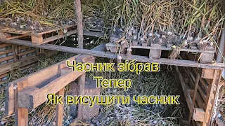 Зберігання часнику та правильна досушка або дозарювання часнику. Викопав часник і що з ним робити.