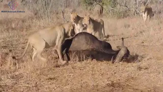 Lion vs Buffalo Battle is not never Wild Animals Videos