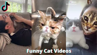 Funny Cats of Tiktok with Chaotic Energy 😂